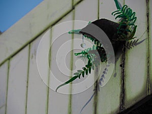 Dropping from summer